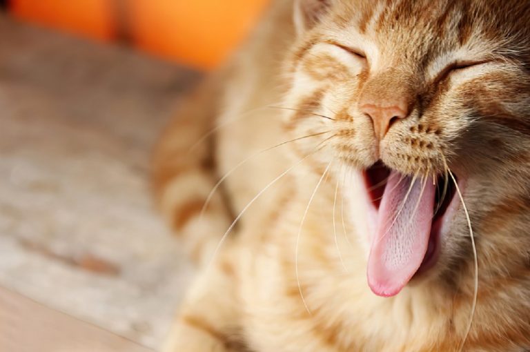 Les 5 races de chat qui ont le plus de problèmes de santé