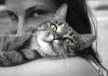 races de chat pot de colle