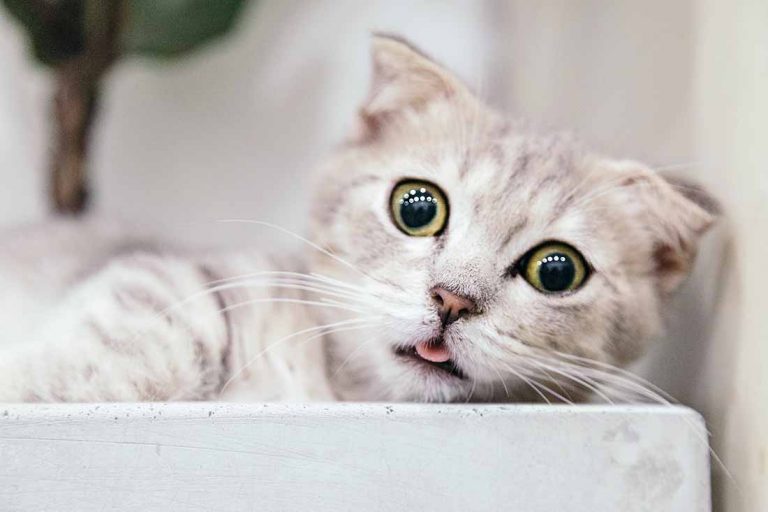 3 races de chat qui ne sautent pas