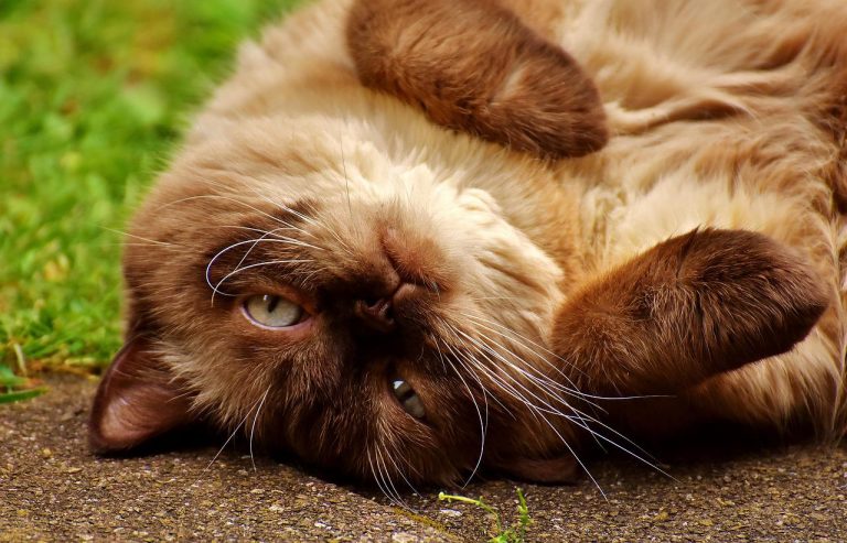 3 races de chat qui ronflent