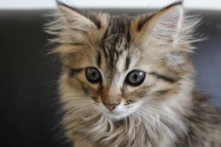 3 races de chat qui ressemblent au Maine Coon 