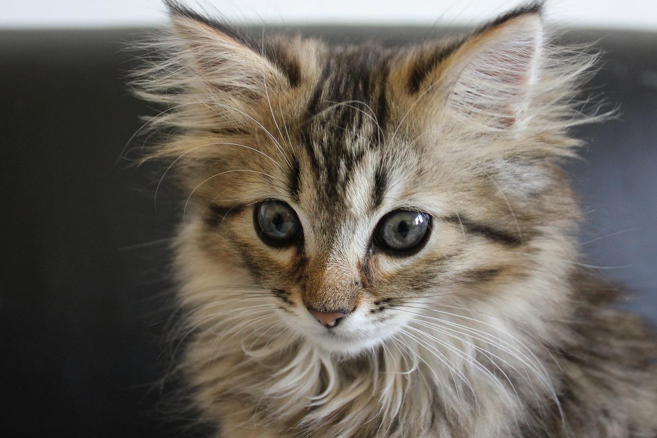 races de chat qui ressemblent au Maine Coon