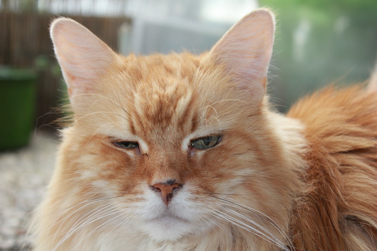 races de chat qui ressemblent à un renard