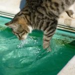 races de chat qui savent nager