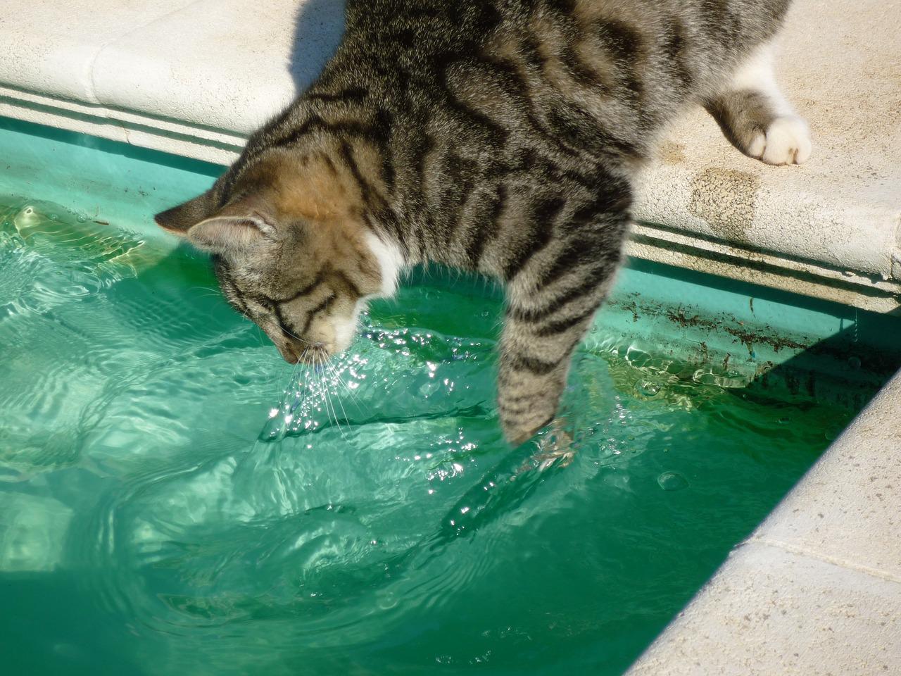 races de chat qui savent nager