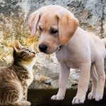 races de chien qui s’entendent avec les chats
