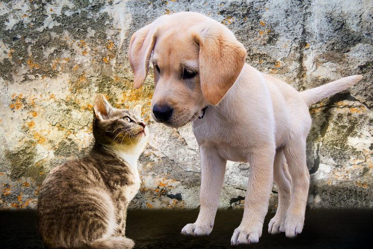 5 races de chien qui s’entendent avec les chats