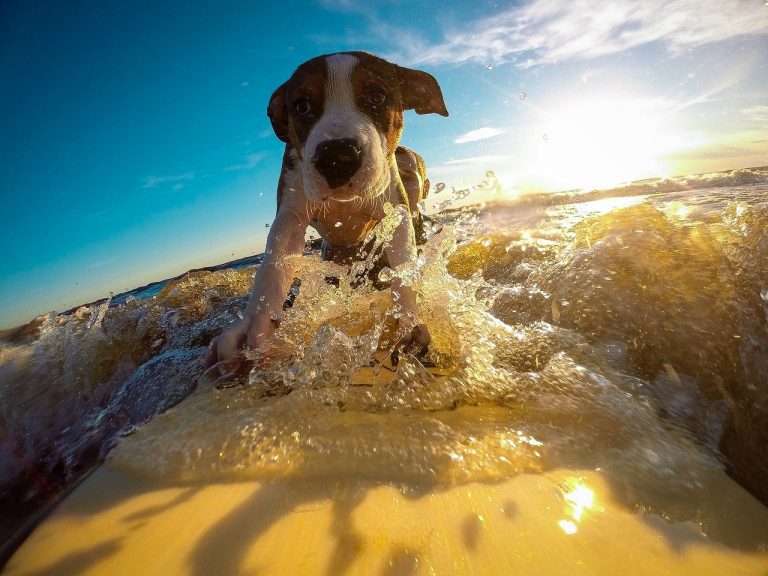 5 races de chien qui n’aiment pas l’eau