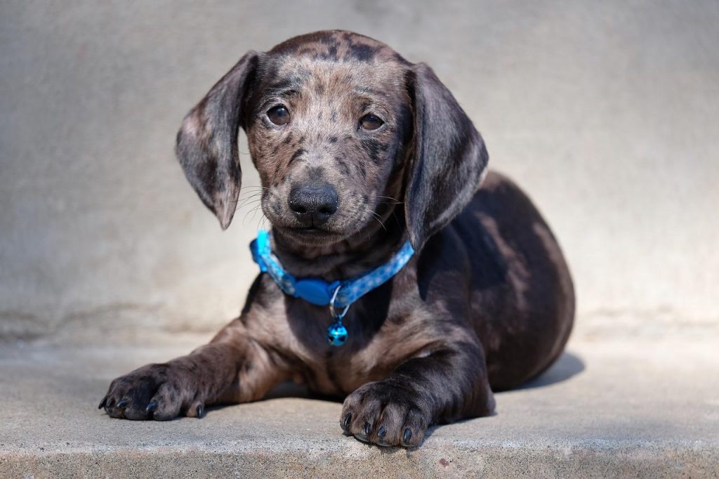 5 races de chien qui chassent les rats Animal.ch