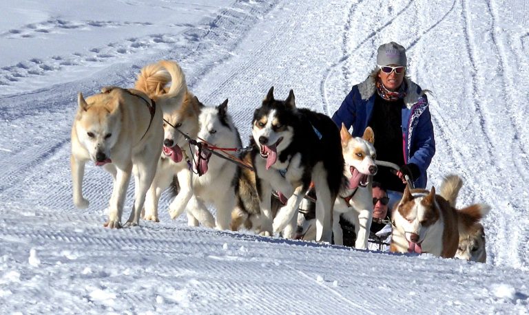3 races de chien qui sont utilisées comme chien de traineau !