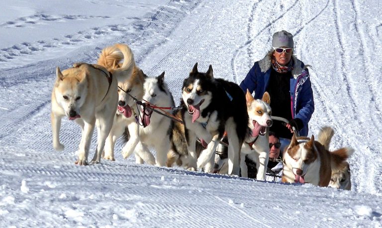 races de chien utilisées comme chien de traineau