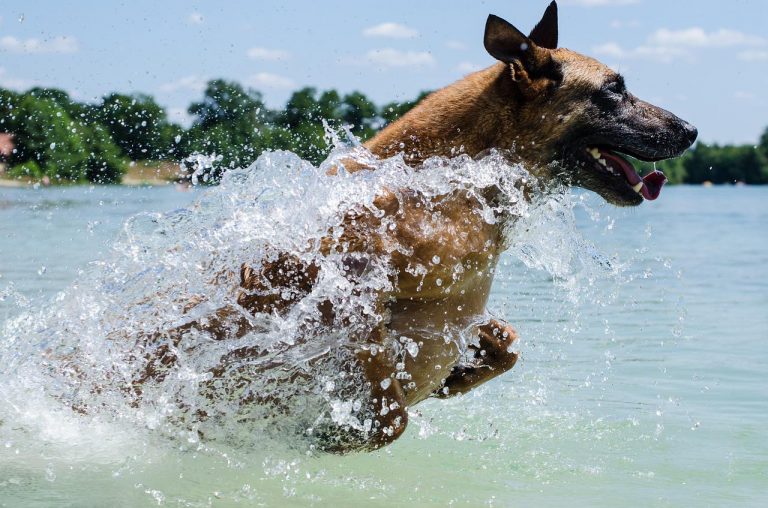 races de chien courageuses