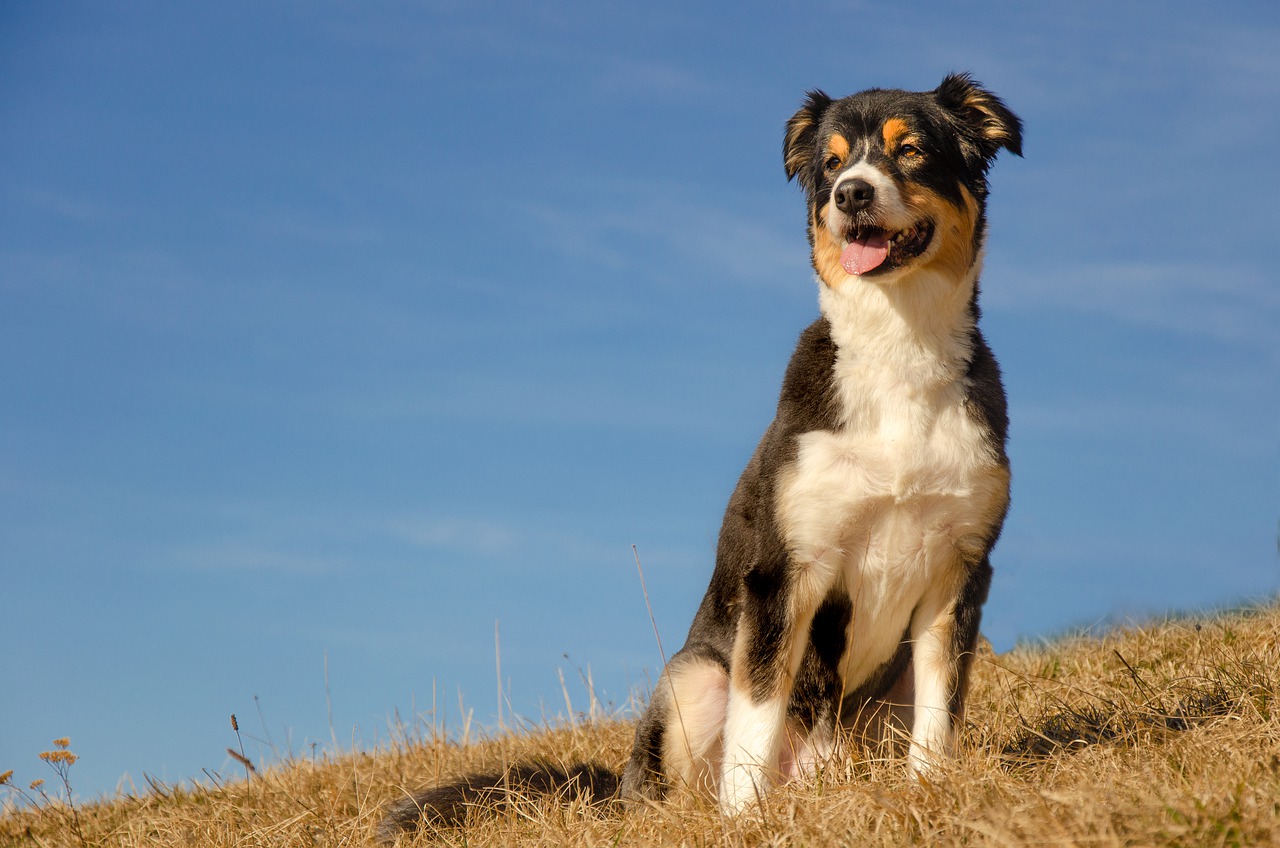 races de chien qui gardent les moutons