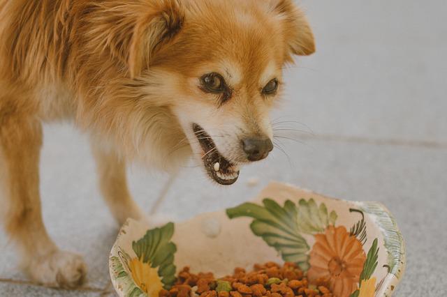 race de chien gourmande