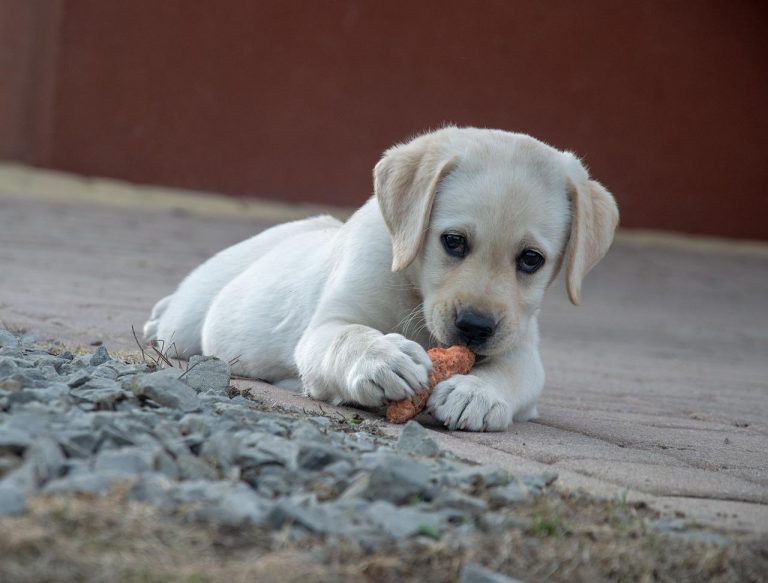 Voici les 8 races de chien qui sont les plus gourmandes