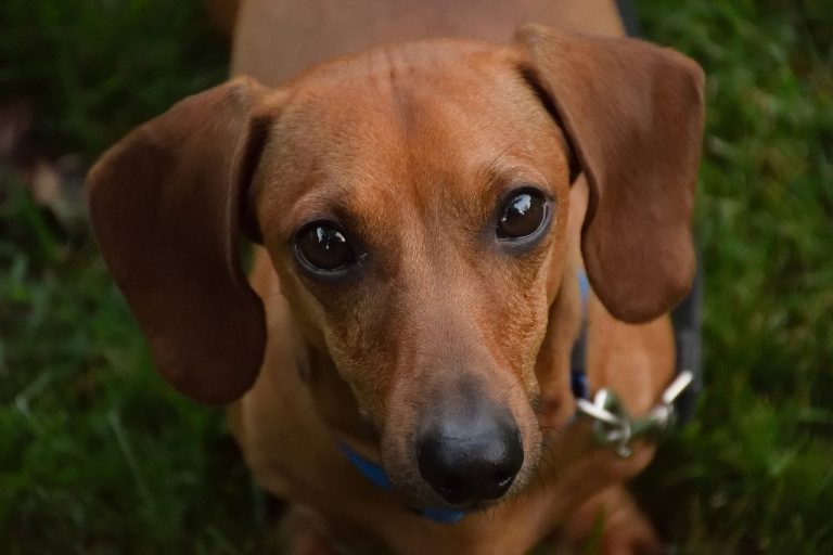 races de chien les plus fidèles 