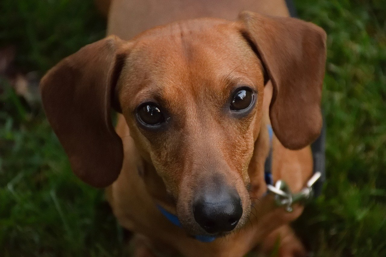 races de chien les plus fidèles 