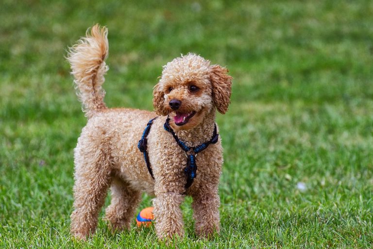 3 races de chien qui sont parfaites pour les premiers maîtres !