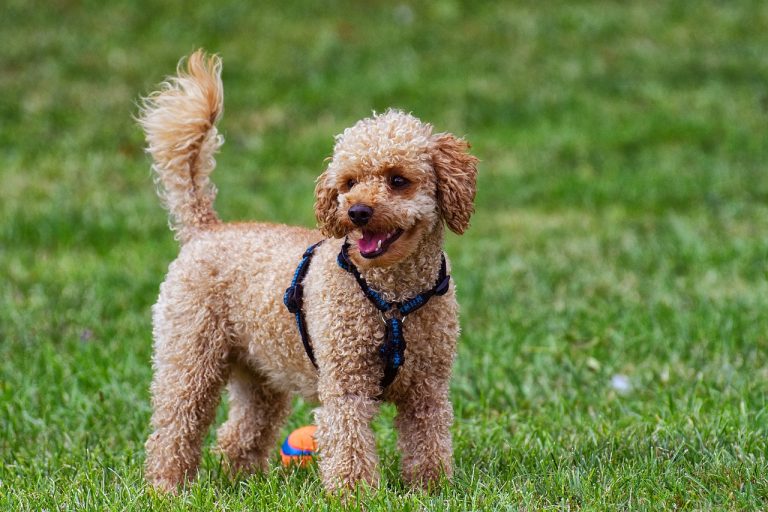 races de chien parfaites premiers maîtres