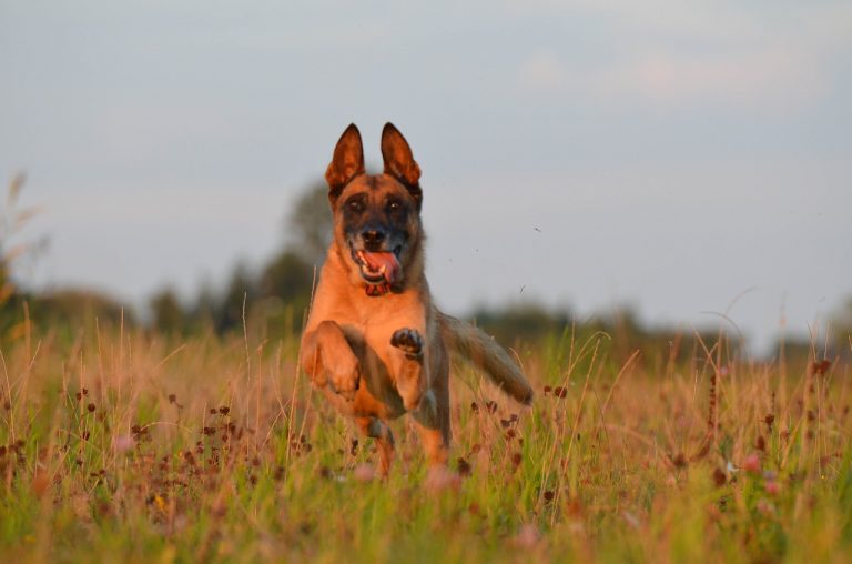3 races de chien qui sont les plus agiles 