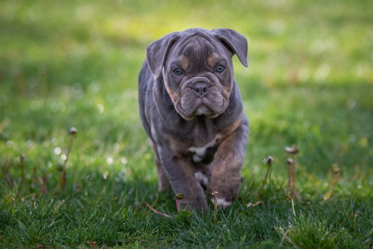 Les 3 races de chien qui sentent mauvais