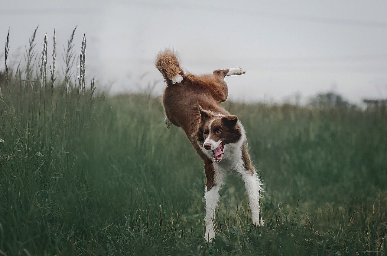 races de chien sportives 