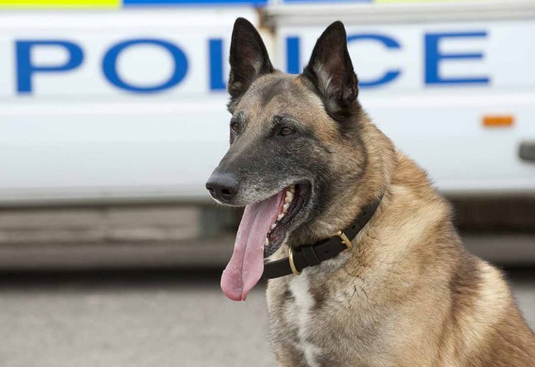 3 races de chien qui sont utilisées dans la police
