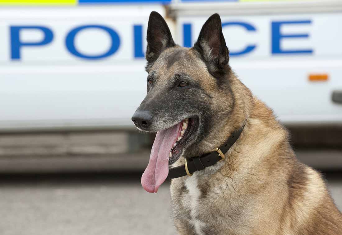 races de chien qui sont utilisées dans la police