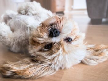 Les secrets des chiens : comment savoir s’il vous aime vraiment ?