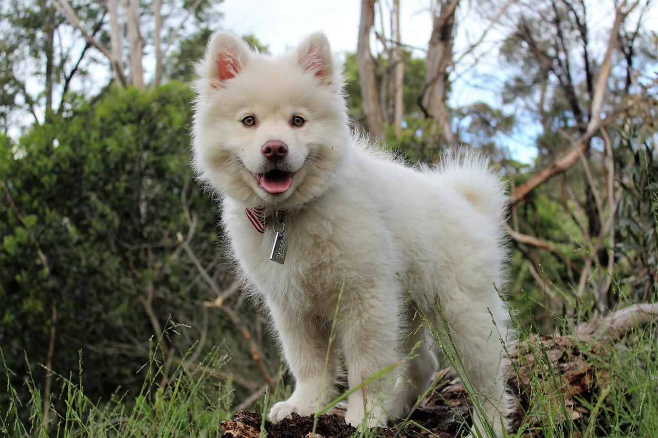 signes manquer à votre chien