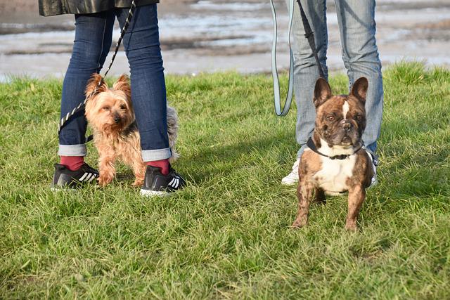 solution faire garder son chien vacances