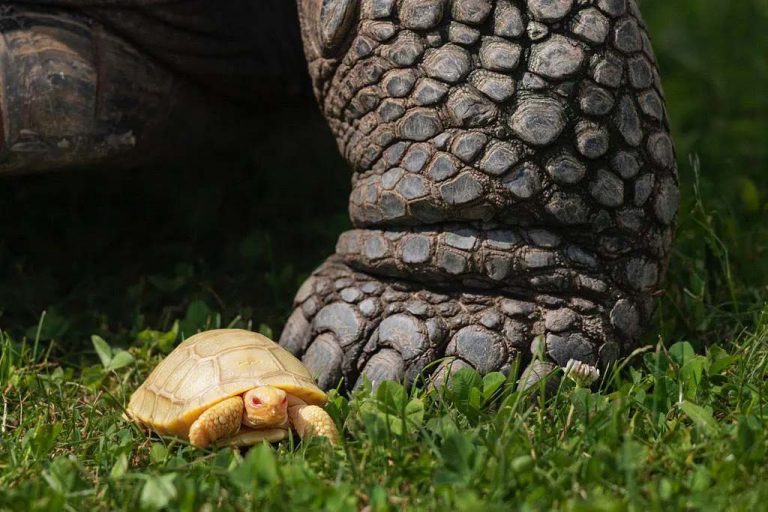 tortue géante des Galápagos albinos