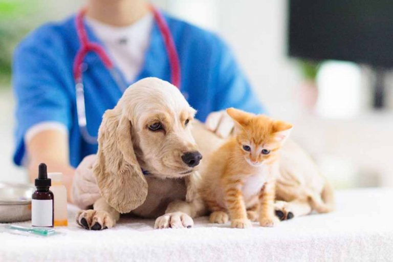 Des vétérinaires harcelés par des propriétaires d’animaux démissionnent !