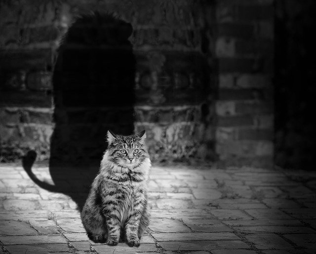 votre chat pourrait bien finir par vous manger