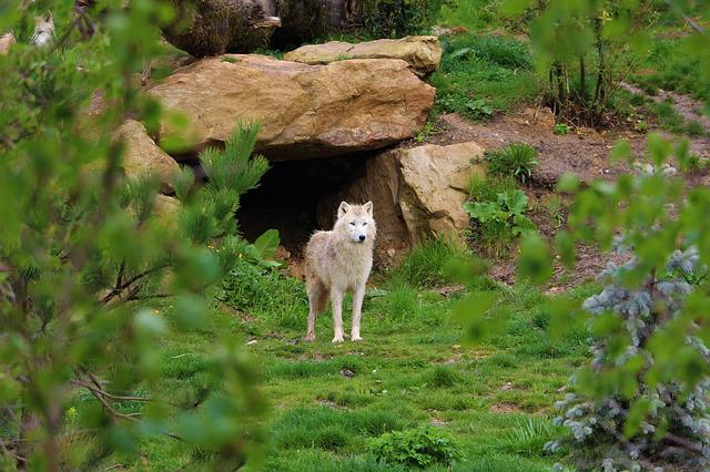 plus beaux zoo de France