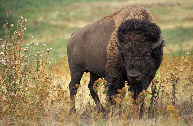 animal commençant par la lettre B