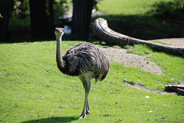 animal commençant par la lettre E