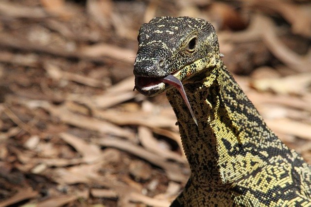 animal commençant par la lettre V