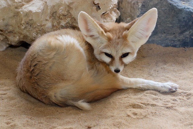 animal commençant par la lettre F