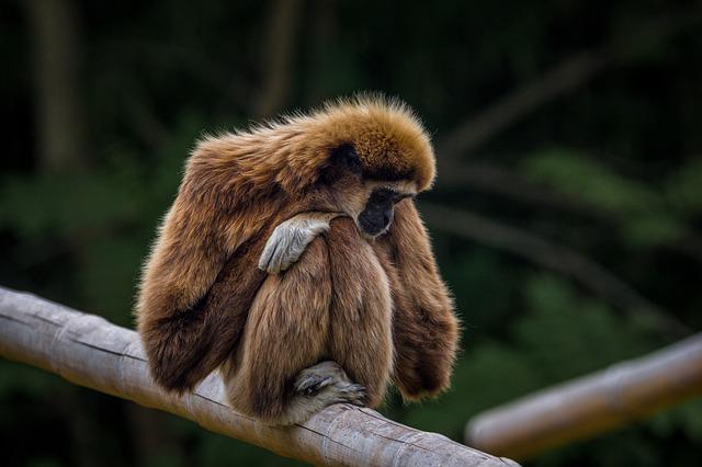 animal commençant par la lettre G