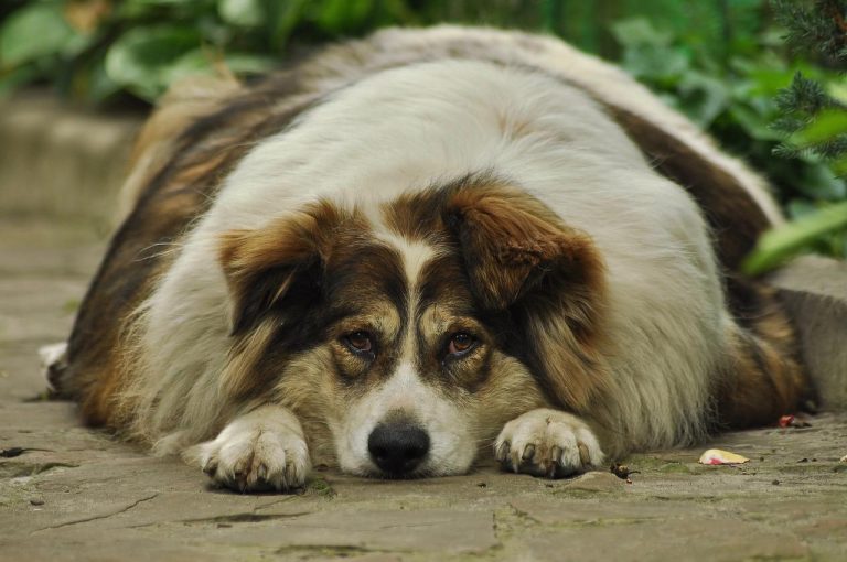 animaux de compagnie en surpoids