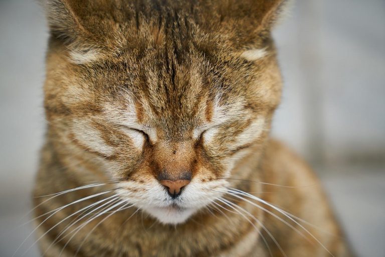 Nos animaux de compagnie souffrent aussi du deuil !