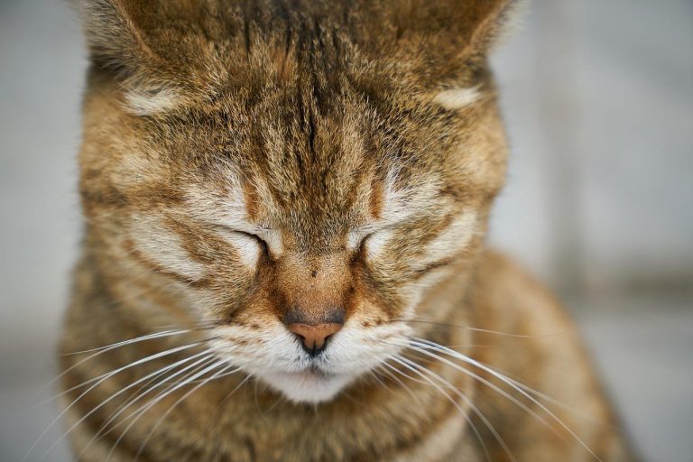 animaux de compagnie souffrent aussi du deuil