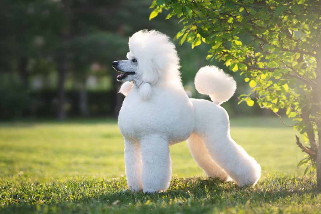 Caniche royal Caniche royal