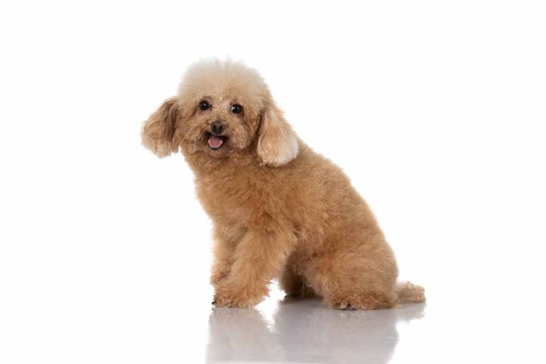 Caniche toy Caniche toy