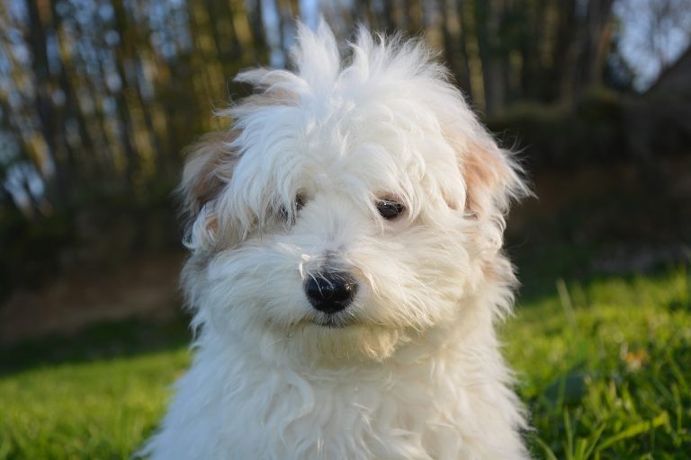 Les chiens de race de plus en plus populaires !