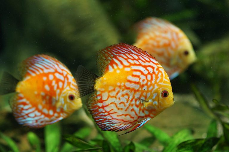 Le Discus