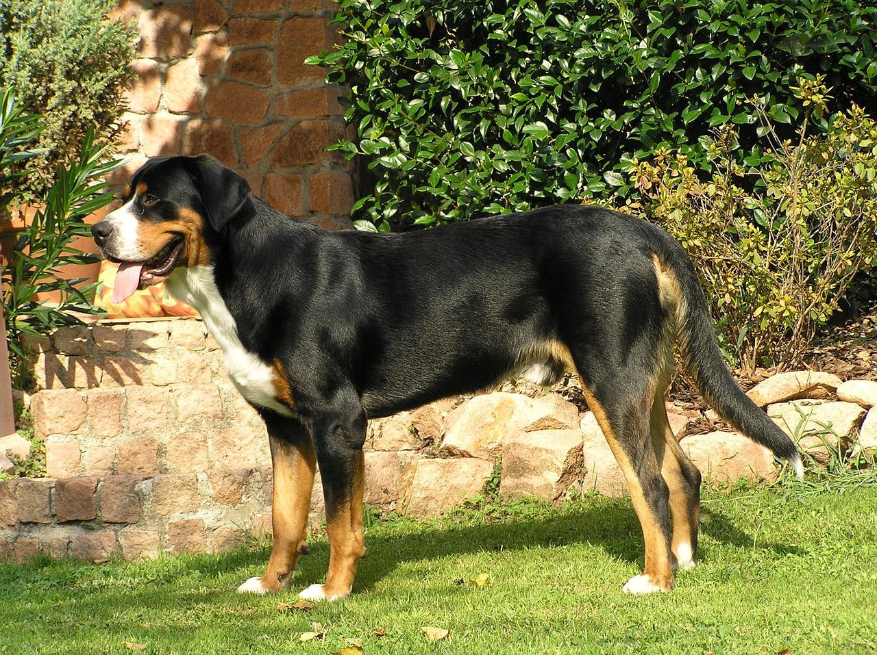 Grand Bouvier Suisse Grand Bouvier Suisse