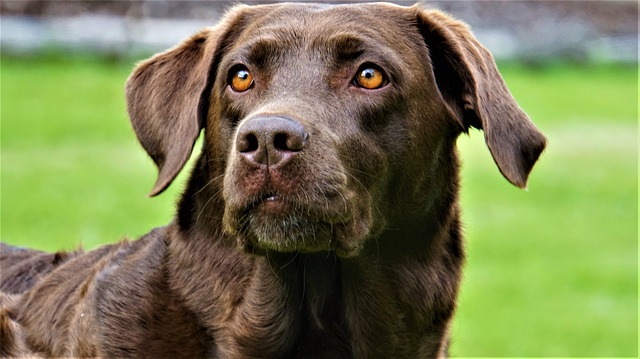 labrador couleur chocolat