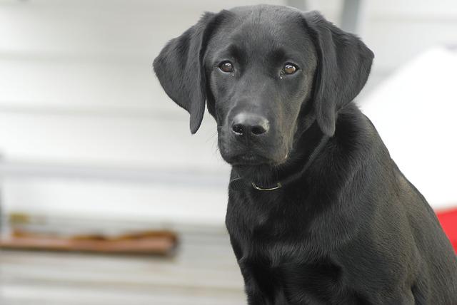 Labrador couleur noire